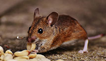 Find Exterminators in Quay County